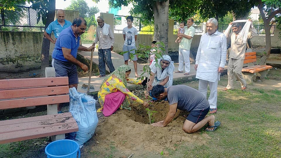 meri pahel ngo tree plantation