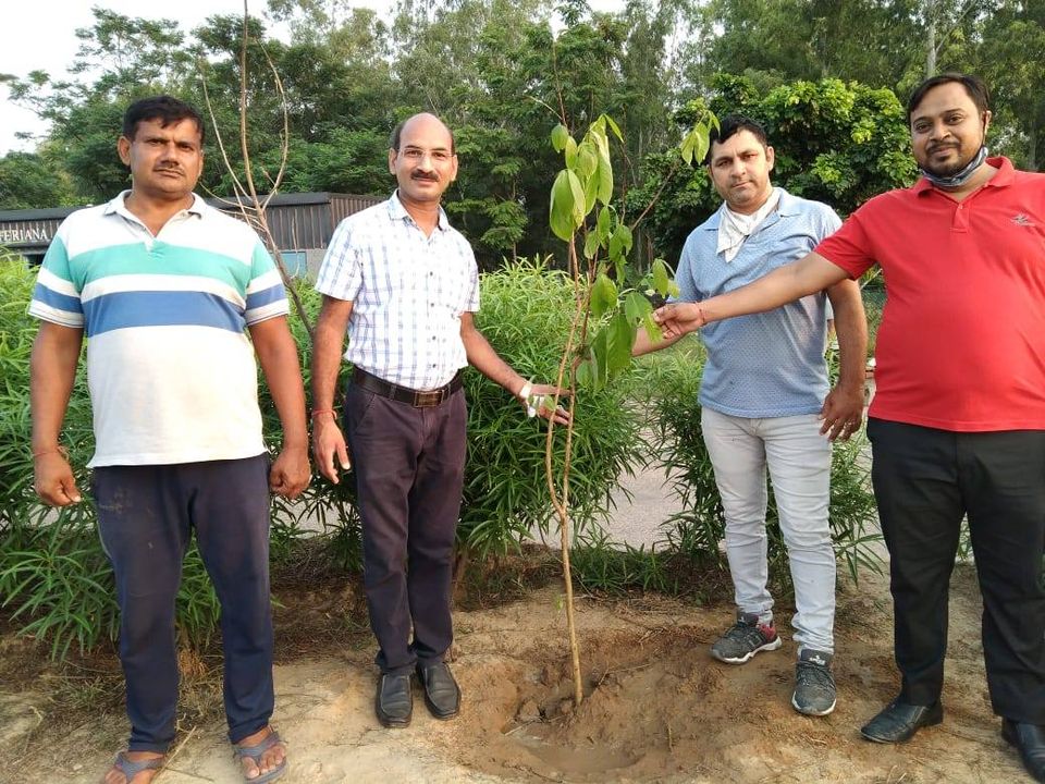 meri pahal ngo tree plantation